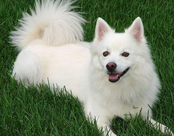 Die Vielfalt der Spitz-Familie: Von Großspitz bis Volpino Italiano
