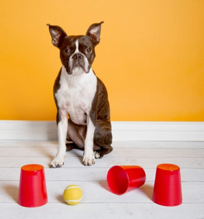 Hond speelt denkspel met bekers