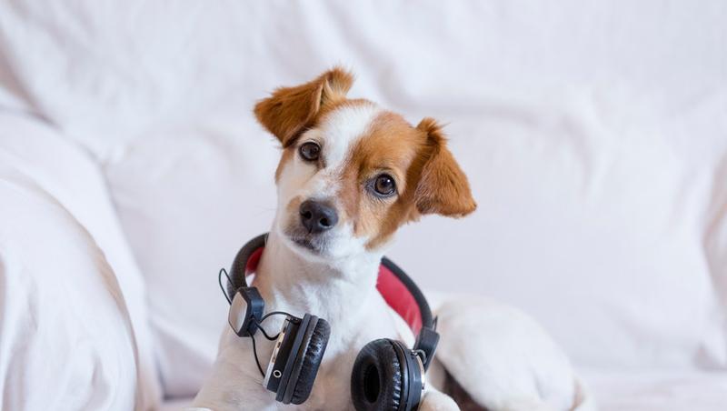 Welke muziek past het beste bij jouw hond of kat?
