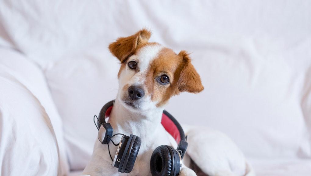 Welke muziek past het beste bij jouw hond of kat?
