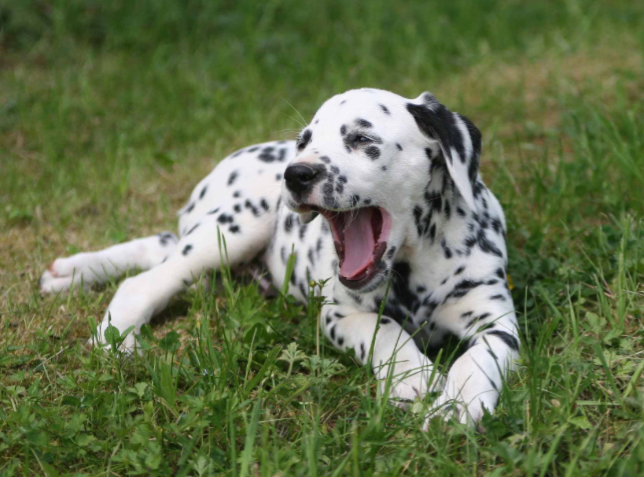 Waarom gaapt jouw hond als jij gaapt?