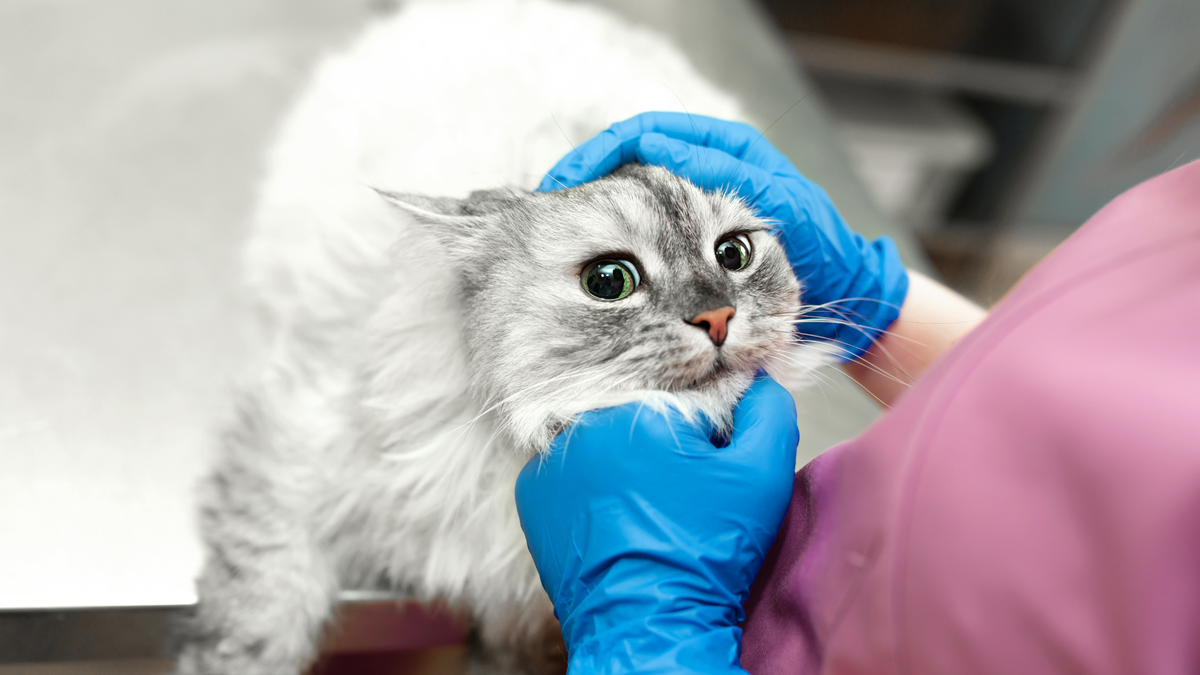 Binnenkat die ziek oogt op kleed