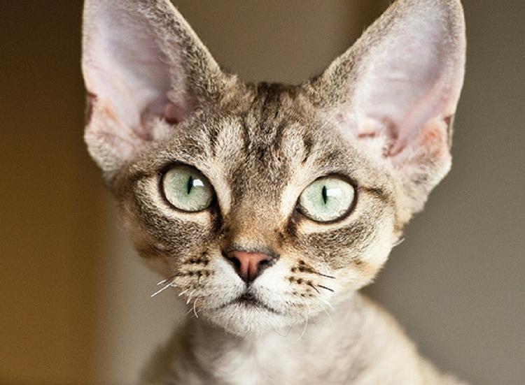Die Top 10 der liebsten Katzenrassen!