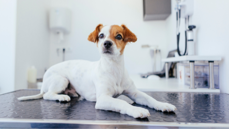 Hund beim Tierarzt