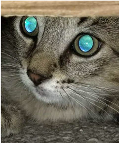 ogen van een kat