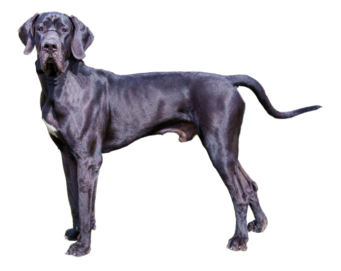 Duitse Dog, grote en vriendelijke hond