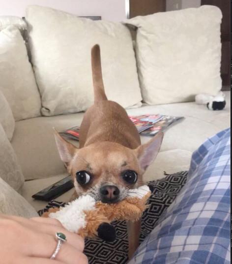 Hond kauwt ontspannen op een bot bij oppas thuis