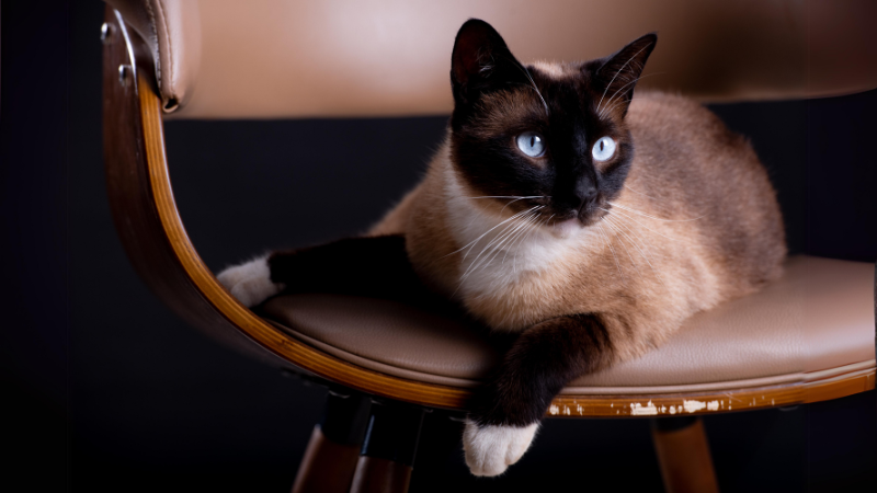 Siamkatze im Check: Passt sie zu dir?