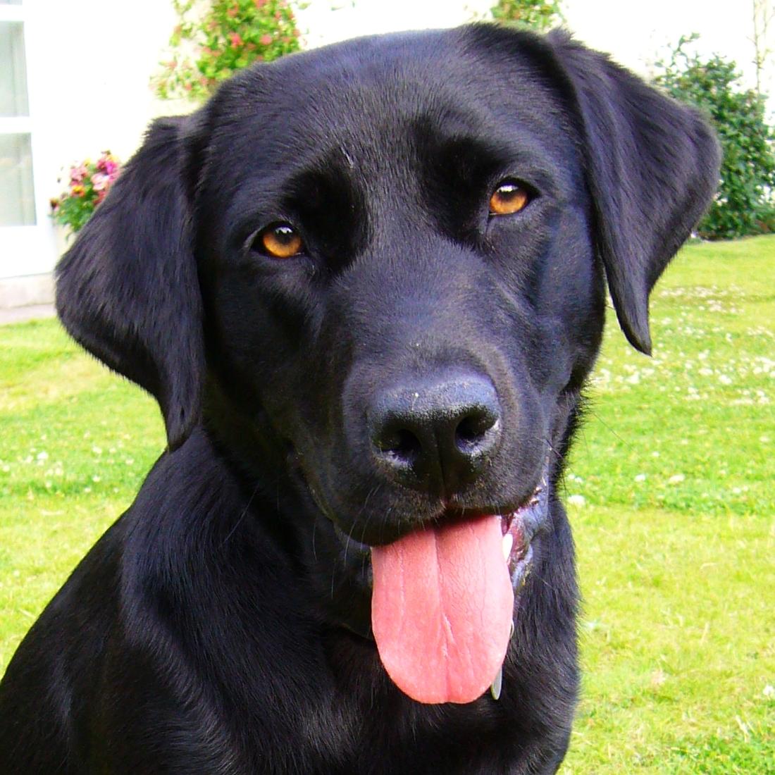 Labrador knuffelt op de bank