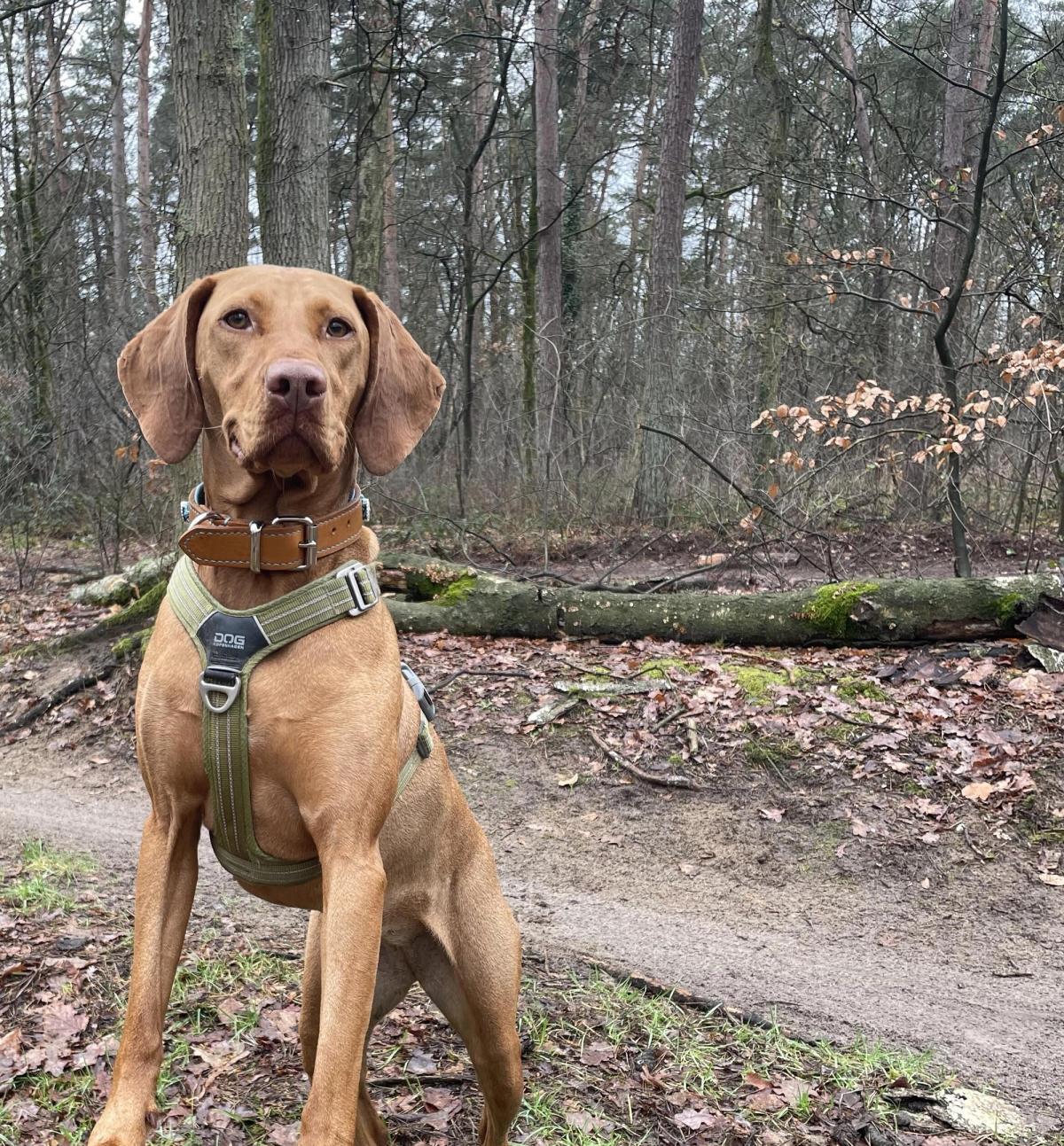 Die Vizsla-Rasse: Authentische Einblicke