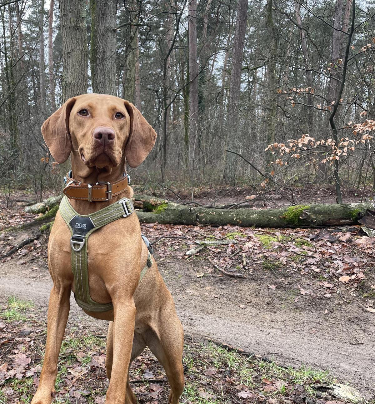 Die Vizsla-Rasse: Authentische Einblicke