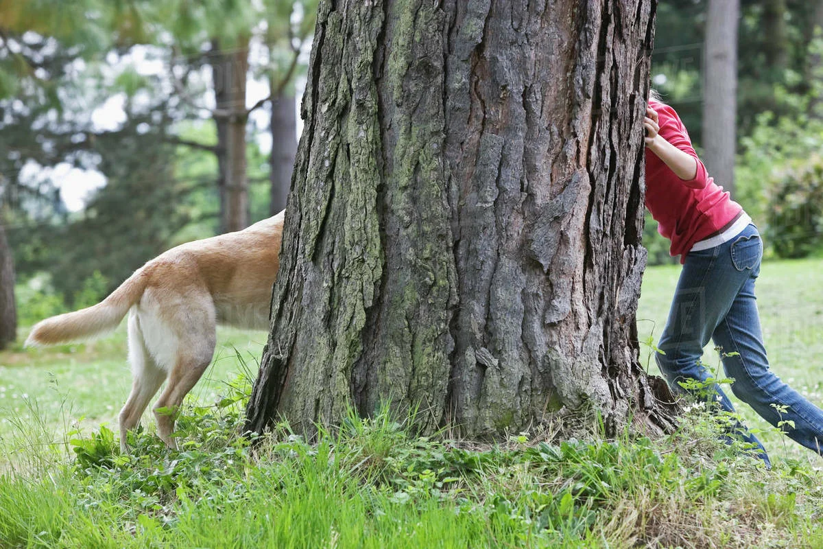 Spelende hond in huis
