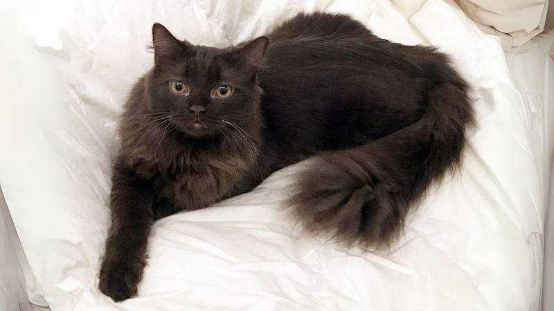 York Chocolate kat met bruine glanzende vacht