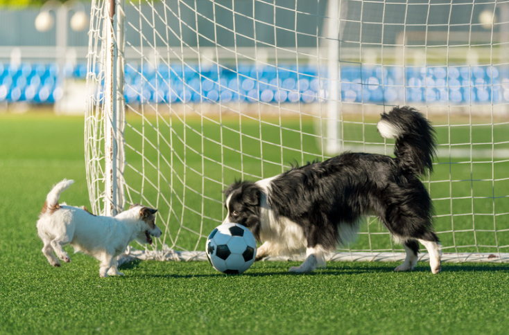 Hond speelt voetbal in het park