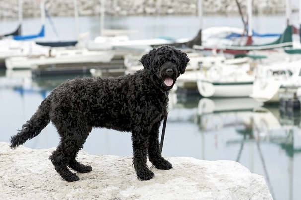 Portugese Waterhond bij het water