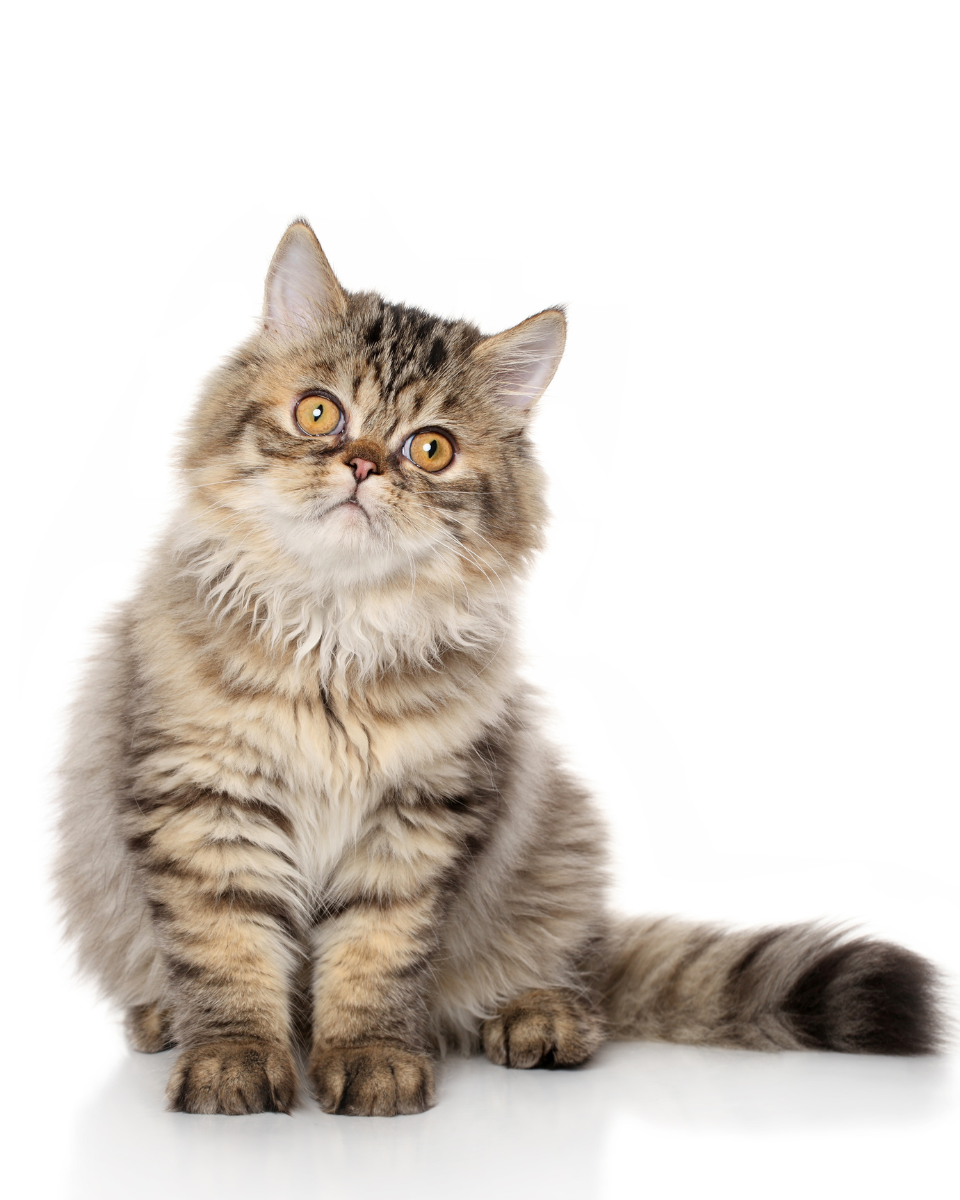 Perzisch kitten met een lange gestreepte vacht tegen een witte achtergrond