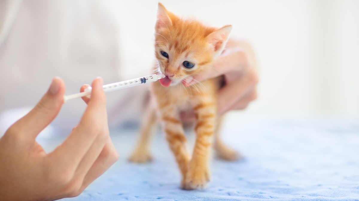 Dierenarts onderzoekt een jonge kat