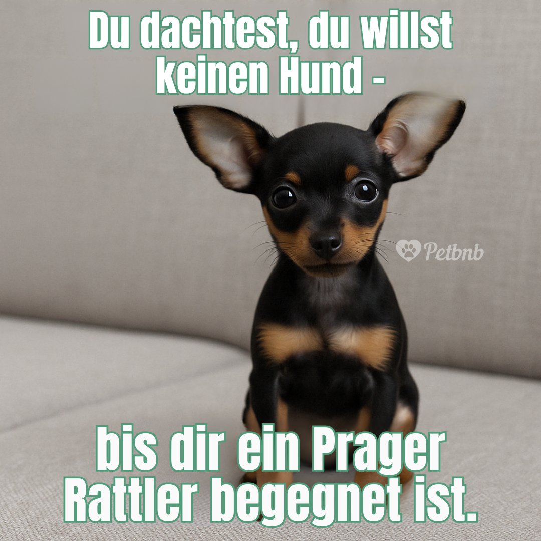 Prager Rattler Meme