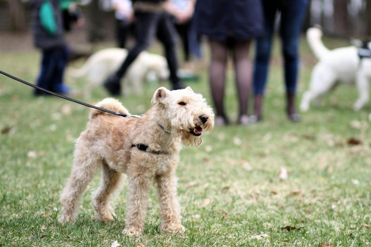 Dogwalker im Park
