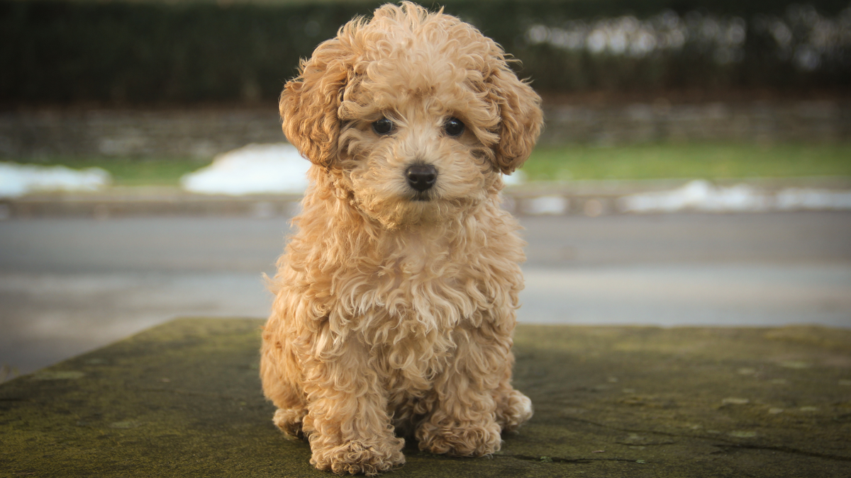 Pudel Familienhund