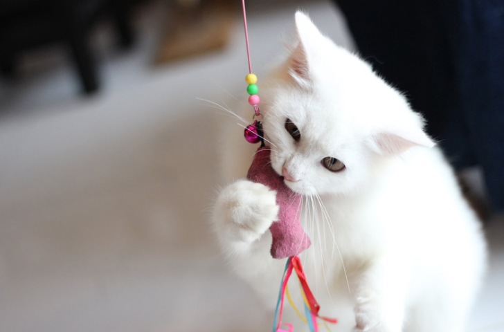 Kat speelt met interactief kattenspeeltje