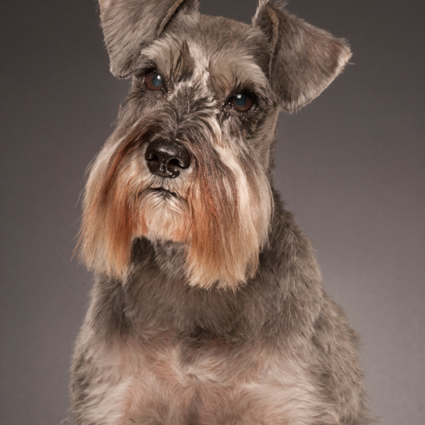 Movember: 10 lustige Fotos von Katzen und Hunden mit Schnurrbart