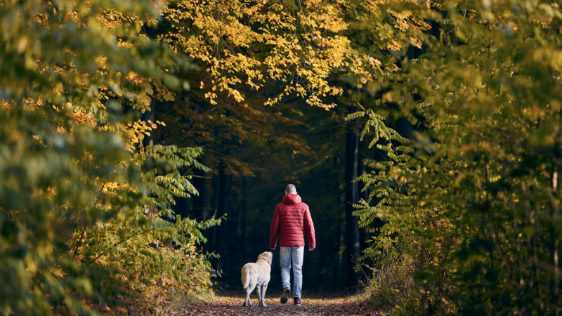 Hund und Hundesitter gehen im Park spazieren und genießen die gemeinsame Zeit.