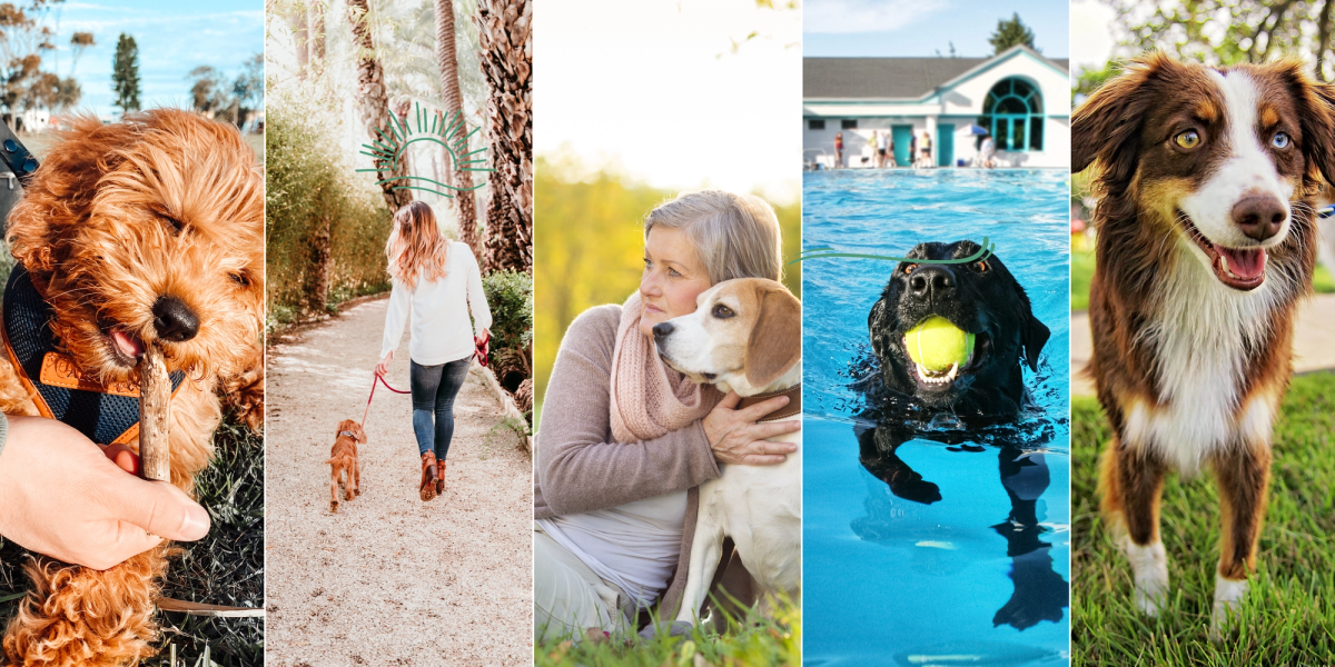 Wir sind überzeugt, dass die Wahl eines Hundesitters viele Vorteile gegenüber einer Hundepension bietet. Deshalb haben wir bei Petbnb die Vorteile hervorgehoben, um eine optimale Erfahrung der Urlaubsbetreuung zu gewährleisten.
