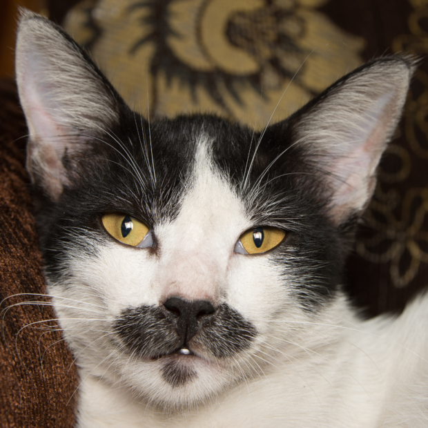 Movember: 10 lustige Fotos von Katzen und Hunden mit Schnurrbart