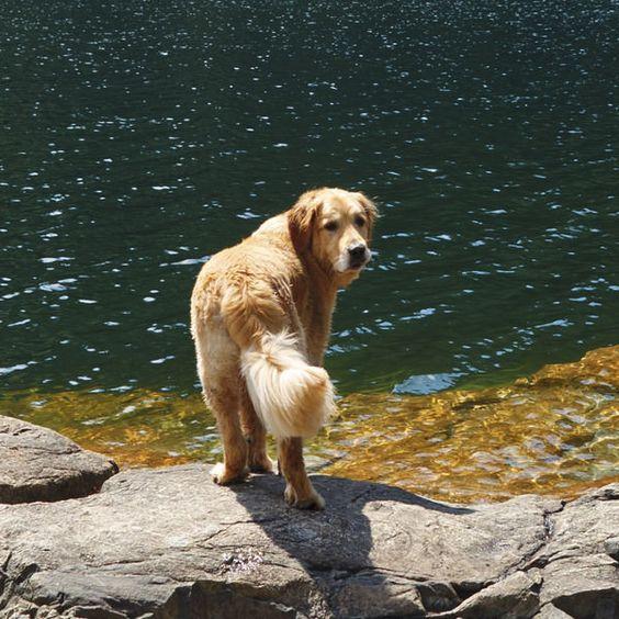 Hond spelen in water
