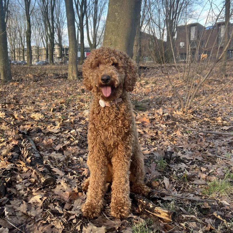 Die Goldendoodle-Rasse: Authentische Einblicke