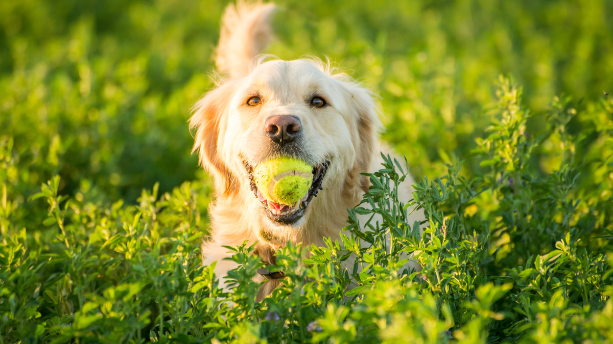 Golden Retriever met tennisbal in het gras