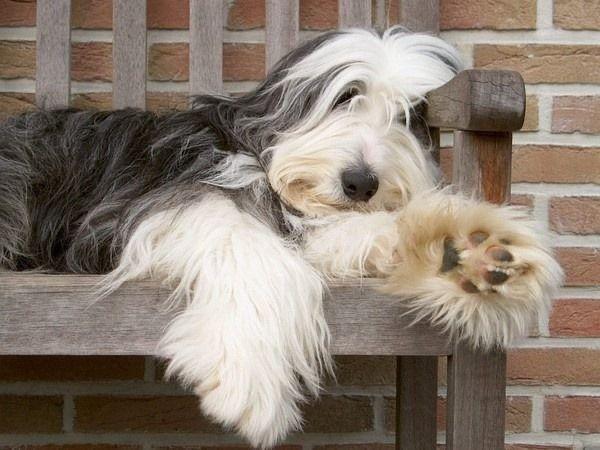 Polski Owczarek Nizinny – Der kluge Hütehund im Porträt