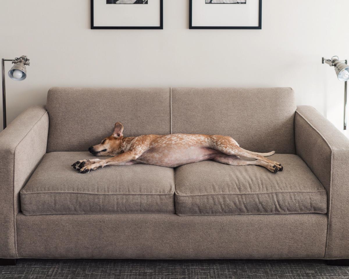 Hond op bank in slaap