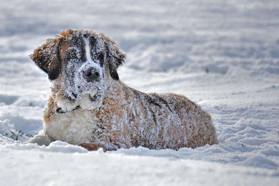 St. Bernard hond in de sneeuw