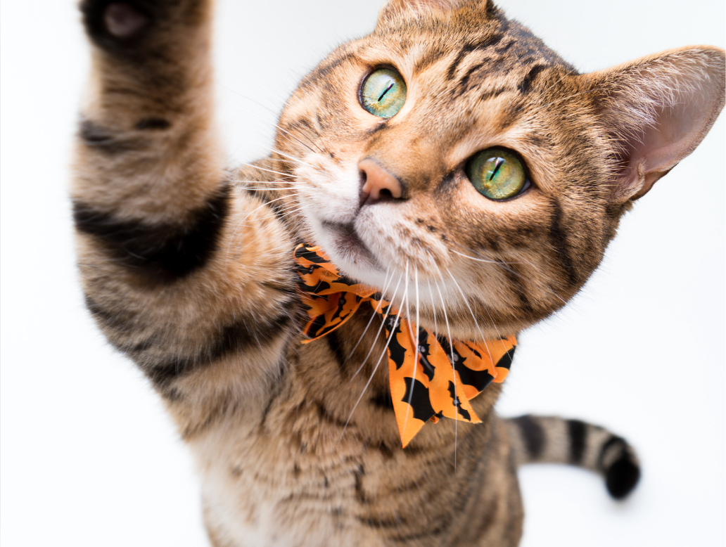 Kat en hond met Halloween-decoratie thuis