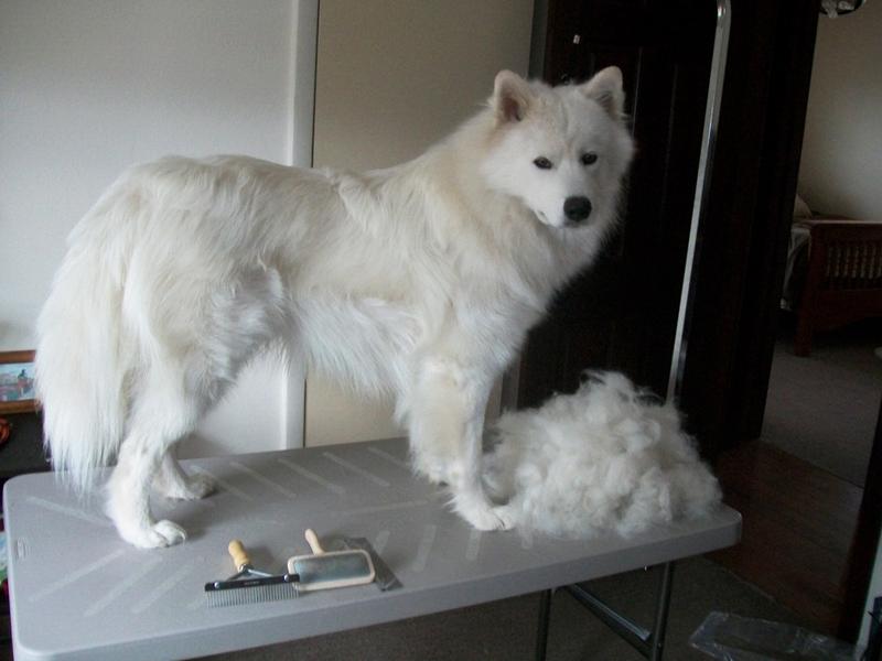 Hoe zorg je ervoor dat je hond het fijn vindt om geborsteld te worden?
