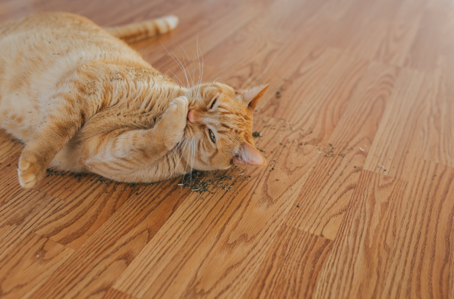 Kat speelt enthousiast met catnip