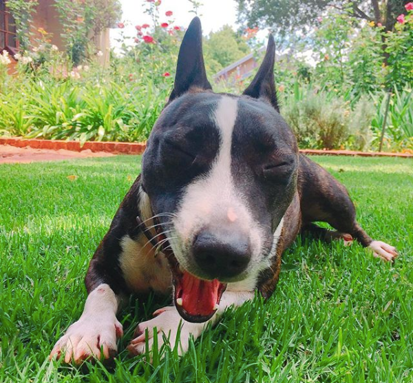 hond die geeuwt door stress