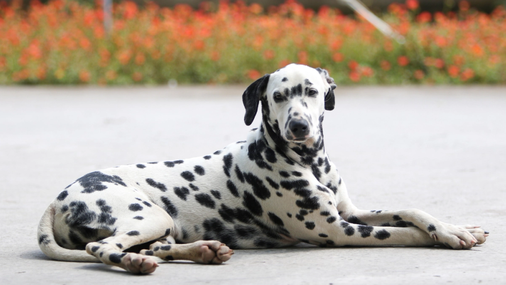 Dalmatiër met zwarte vlekken liggend op een pad
