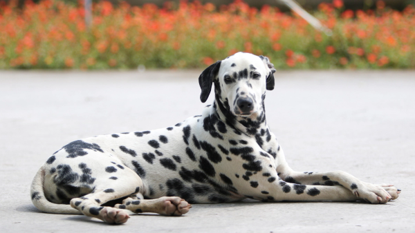 Dalmatiër met zwarte vlekken liggend op een pad