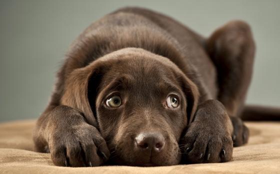 6 tips om je hond rustig te krijgen als het onweert