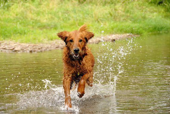 7 tips voor honden bij warm weer