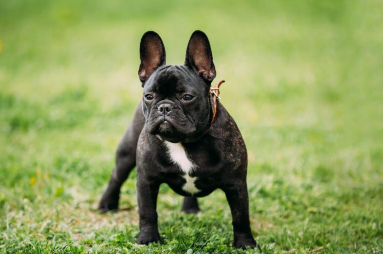 Franse Bulldog