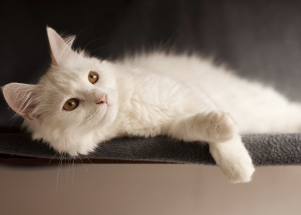 Turkse Angora met lange vacht