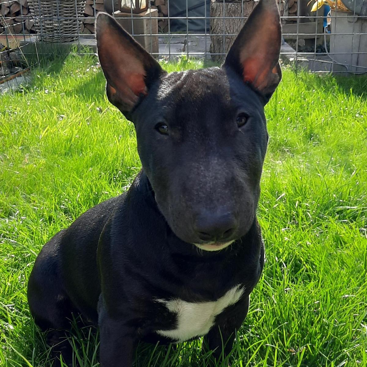 Ozzy Miniature Bull Terrier Petbnb
