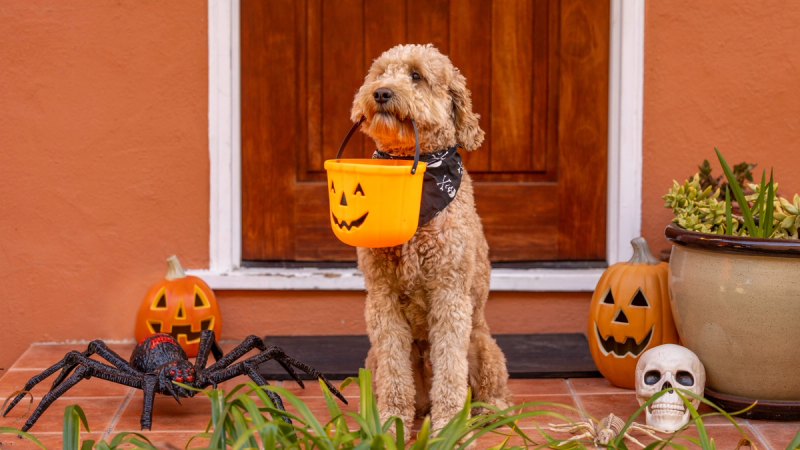 Halloween met je huisdier: 7 tips voor een griezelige en veilige avond