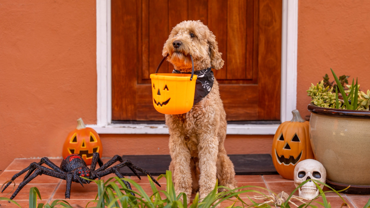 Halloween met je huisdier: 7 tips voor een griezelige en veilige avond