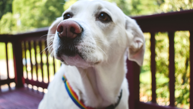 Hunde-Guide Friedrichshain-Kreuzberg: Tipps für Besitzer