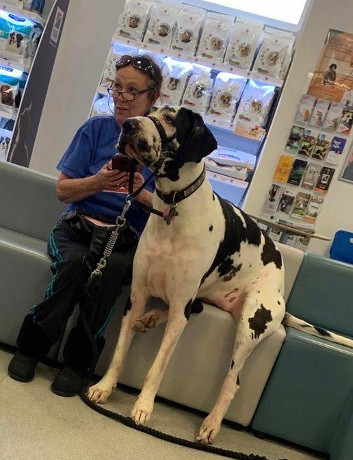 Grote hond bij de tandarts